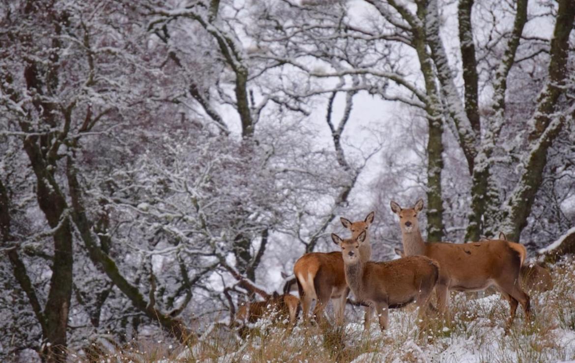 Lochside Lodge Glengoulandie Dış mekan fotoğraf
